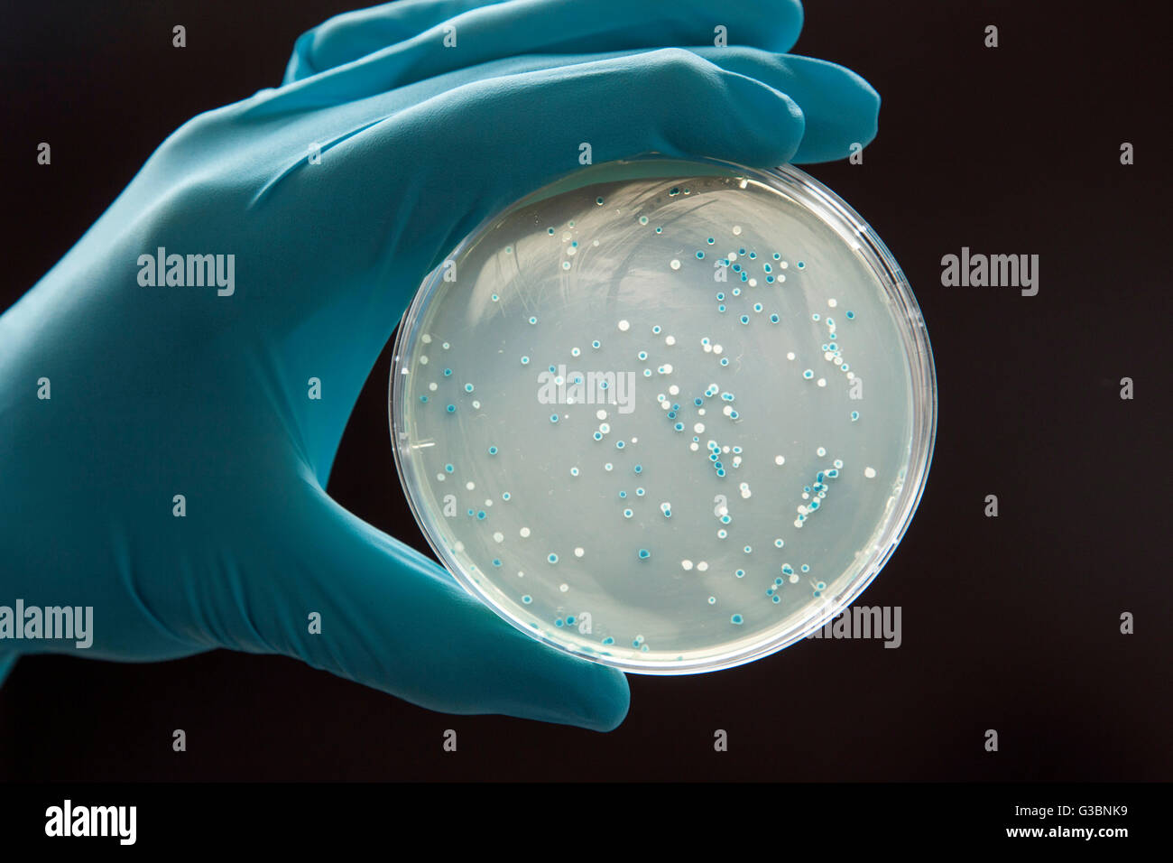 Bacteria culture in a Petri dish Stock Photo Alamy