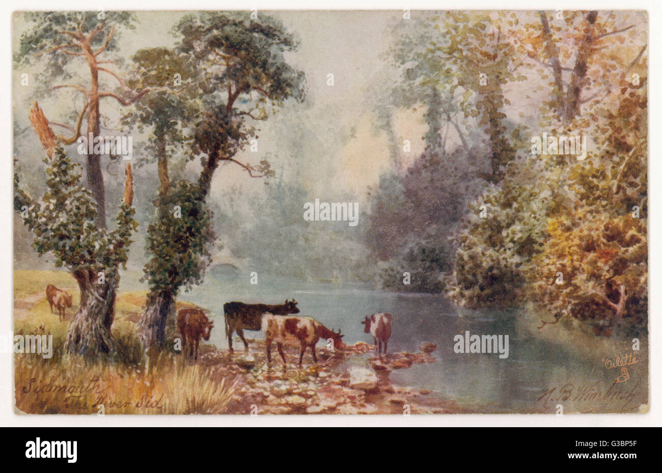 SIDMOUTH: THE RIVER SID. Cows stand in the shade of  ivy covered trees at the  river's edge to have a drink  in this idyllic rural scene.      Date: circa 1910 Stock Photo