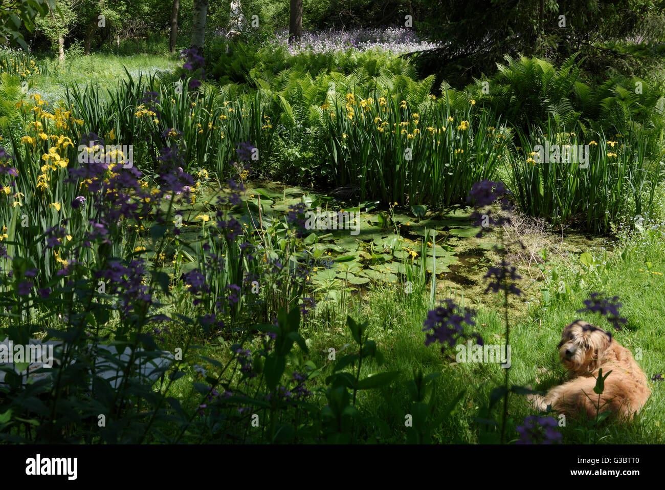 Dog lying on grass next to pond in wetland with Dames Rocket and Yellow Flag Iris Stock Photo