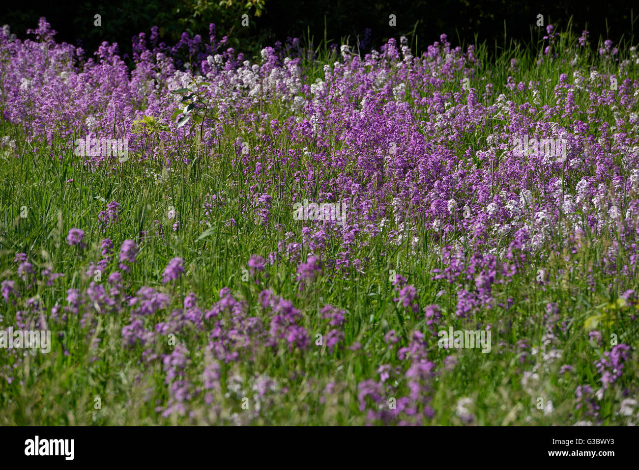 Hesperis Matronalis or Dames Rocket flowers in a field of grass next to a forest Stock Photo