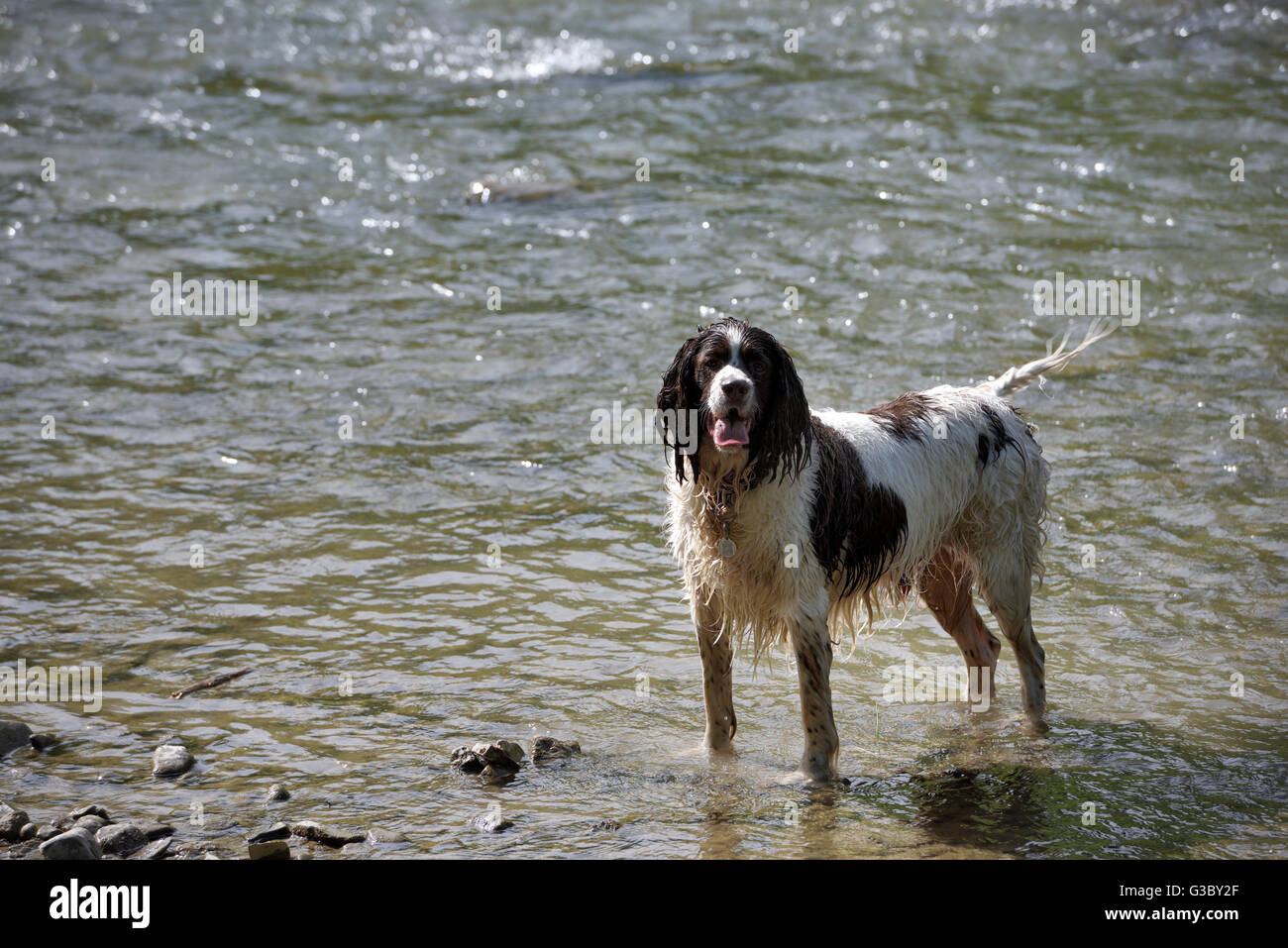 Wet English Springer Spaniel standing in a river Stock Photo