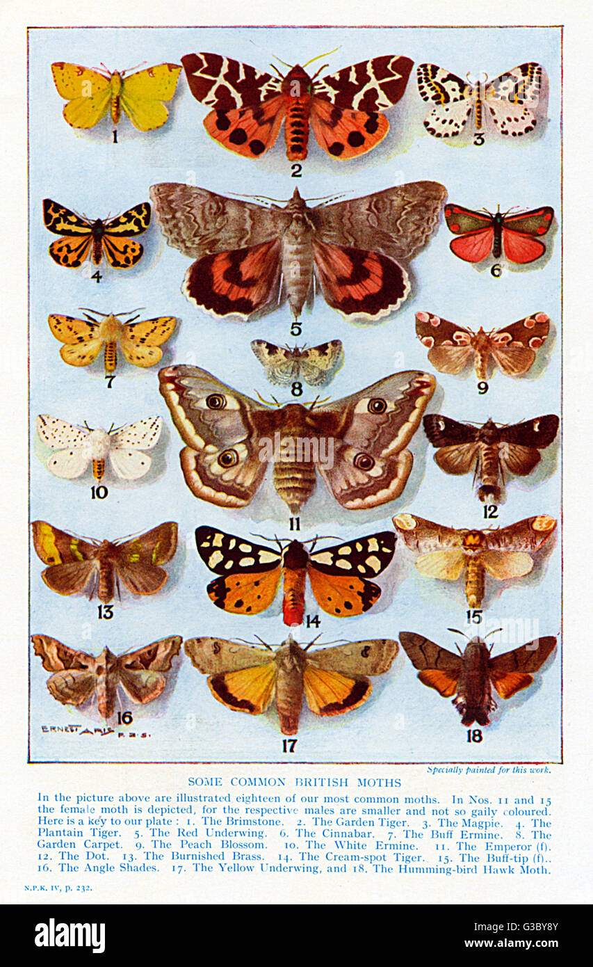 A selection of common British Moths Stock Photo Alamy