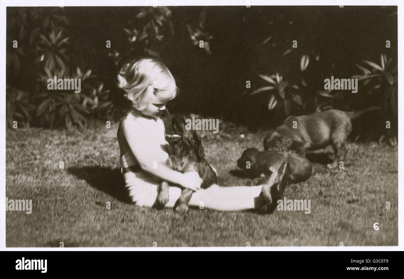 Girl in a garden with Irish Setter puppies Stock Photo