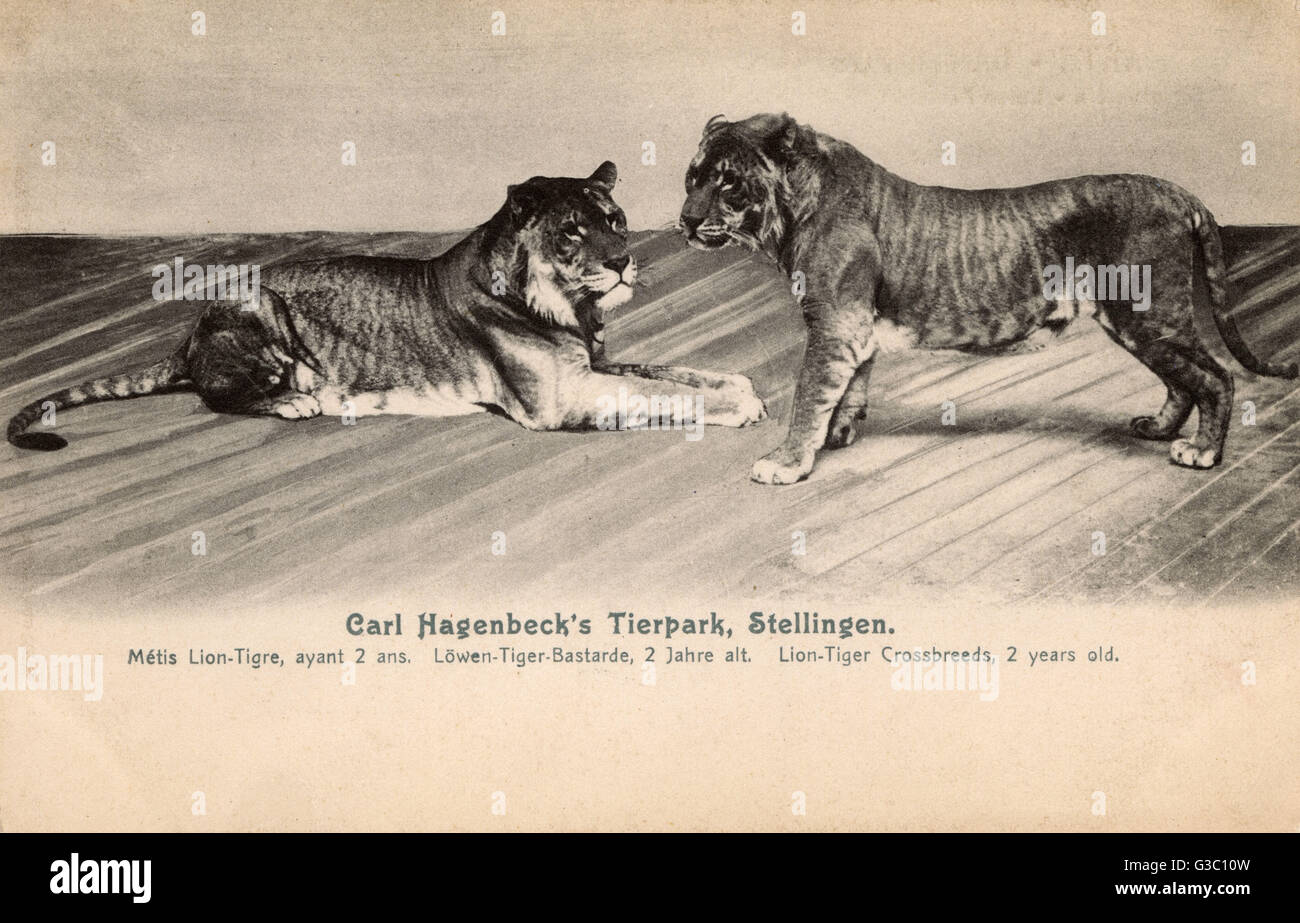 Tierpark Hagenbeck - Cross-bred Lion-Tigers Stock Photo