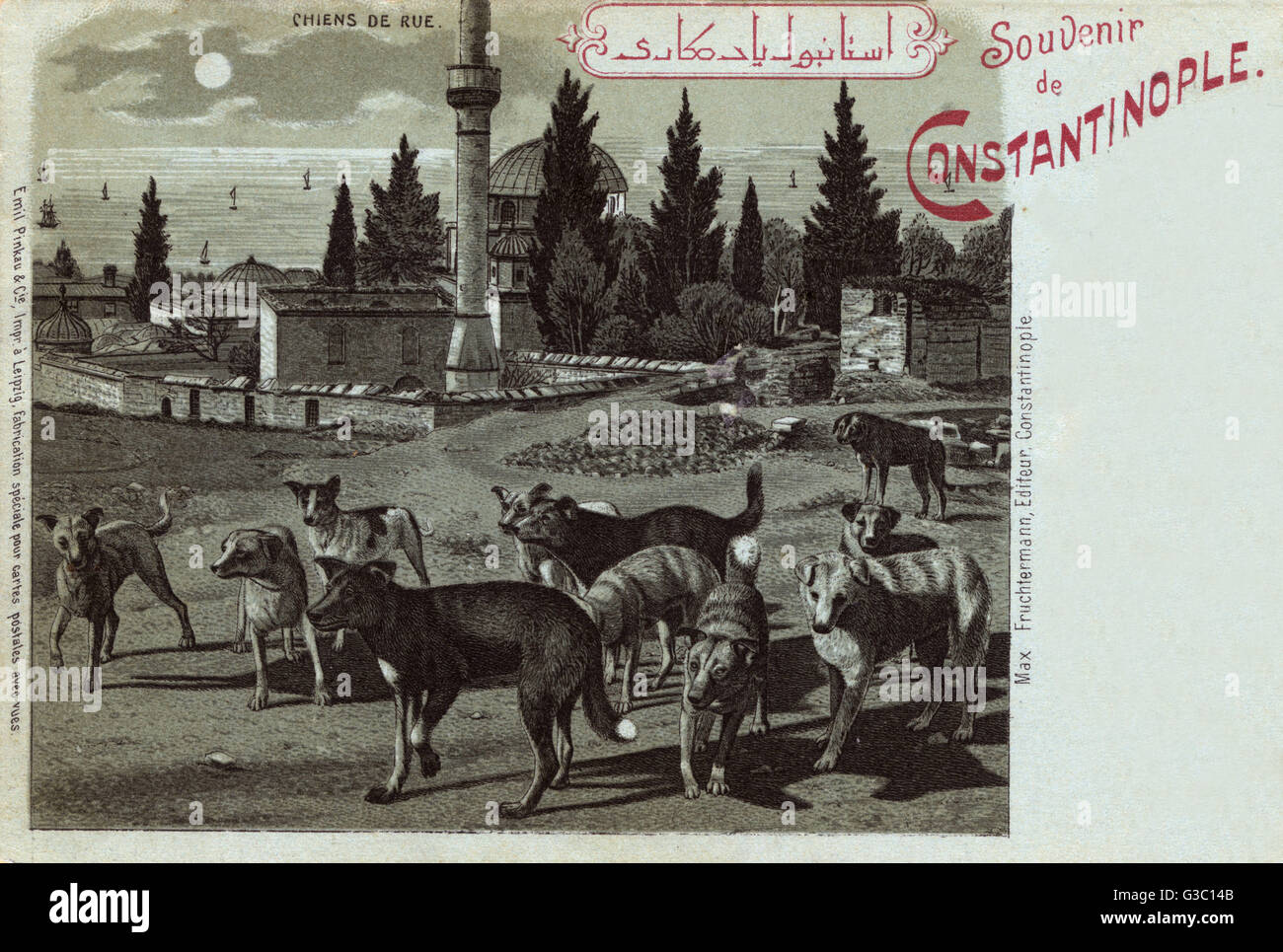 Street Dogs in vicinity of Sokollu Mehmet Pasha Mosque Complex at Kadirga, Istanbul, Turkey     Date: 1897 Stock Photo