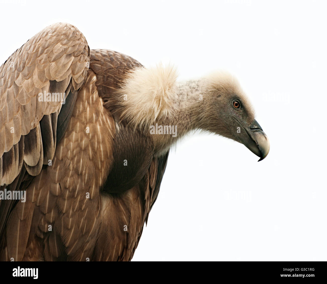 Portrait of Griffon Vulture Stock Photo