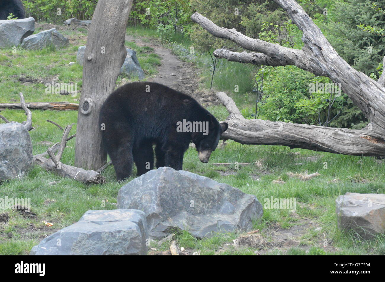 American black bear walking in the woods Stock Photo