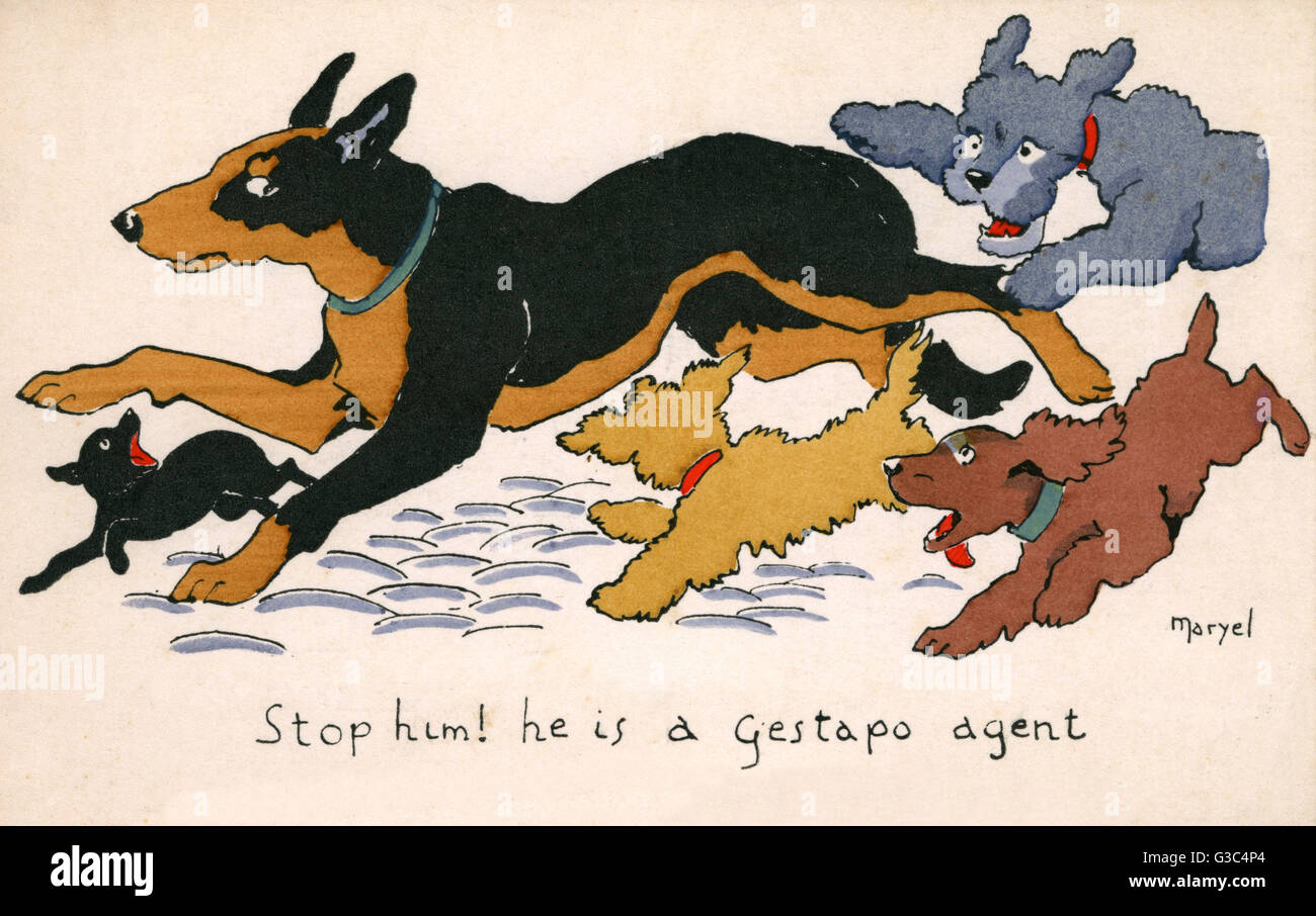 WW2 - German Dog hassled by French pooches Stock Photo