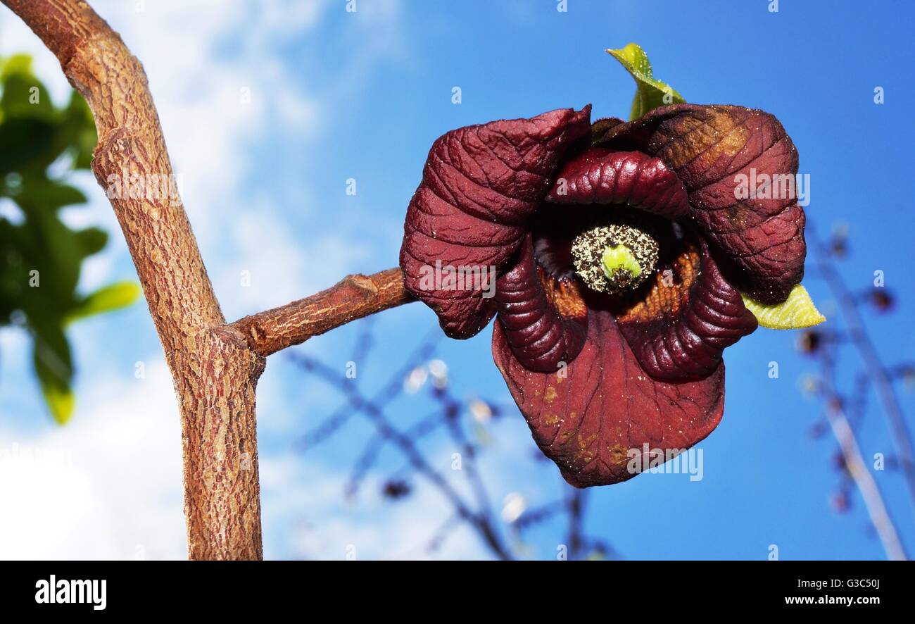 Close-up flowers of the common paw paw tree (asimina triloba Stock