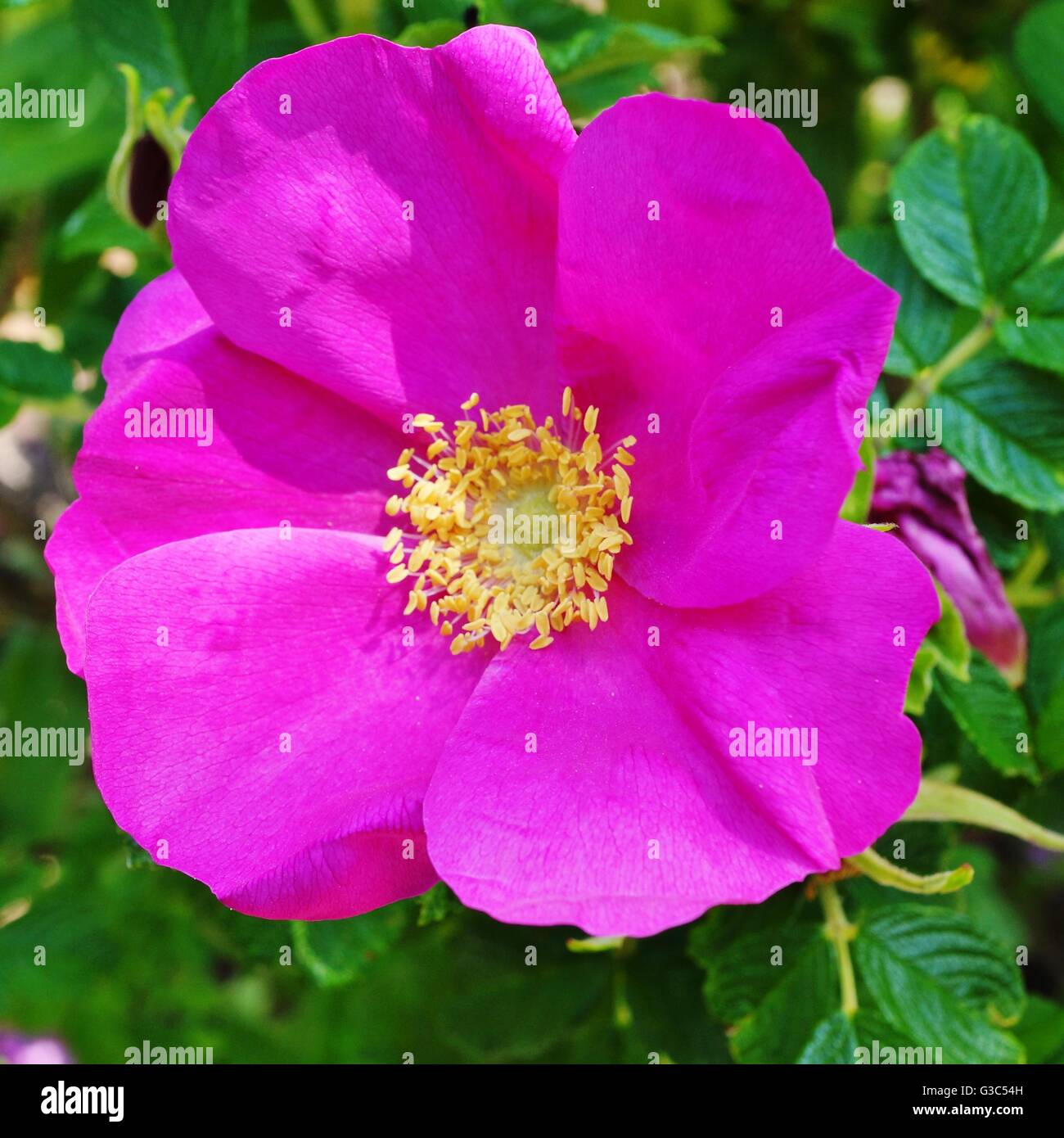 Rugosa rose hi-res stock photography and images - Alamy