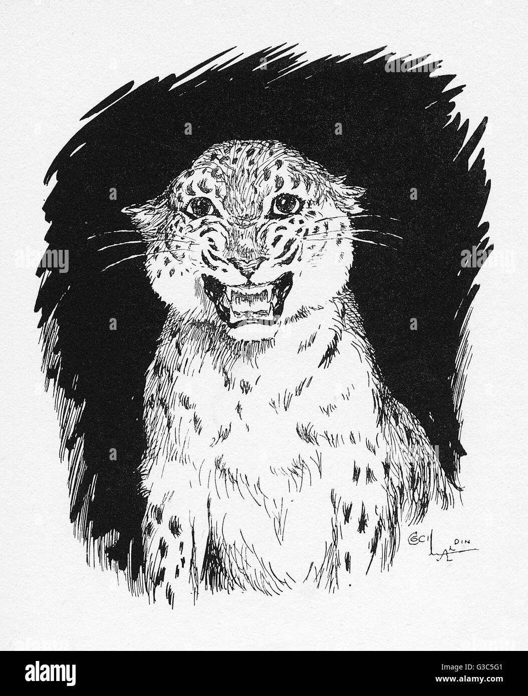 Illustration by Cecil Aldin, The Jaguar Stock Photo