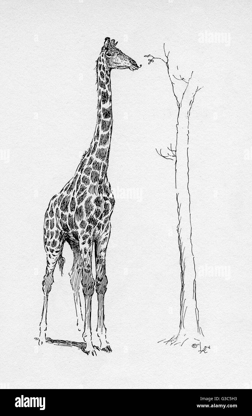 Black And White Drawings Of Giraffes Giraffe Drawing Giraffe Cartoon