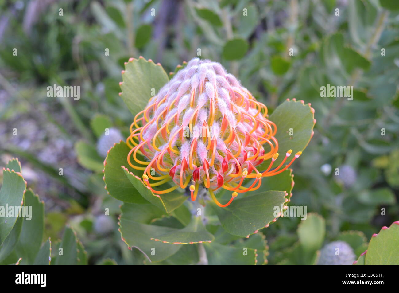 Protea Flower @ Kirstenbosch National Botanical Garden, Cape Town, South Africa Stock Photo