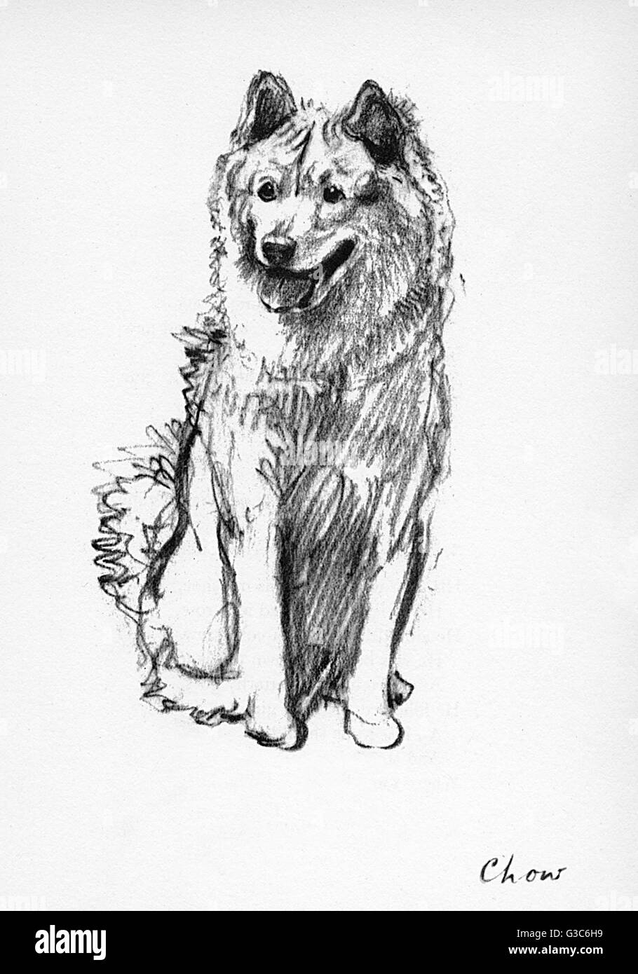 Chow chow tongue hires stock photography and images Alamy