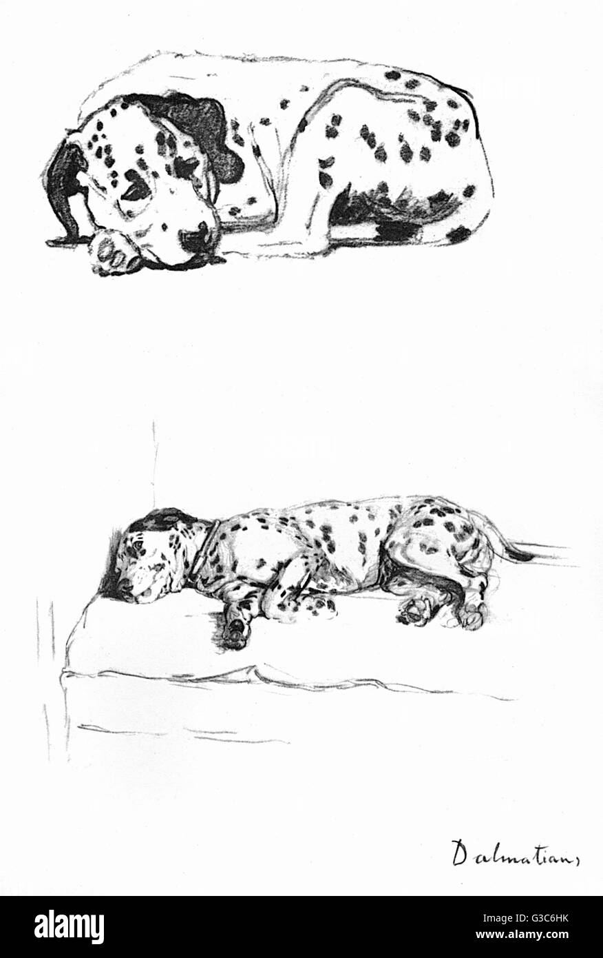 Sketches of a Dalmatian puppy by Cecil Aldin Stock Photo