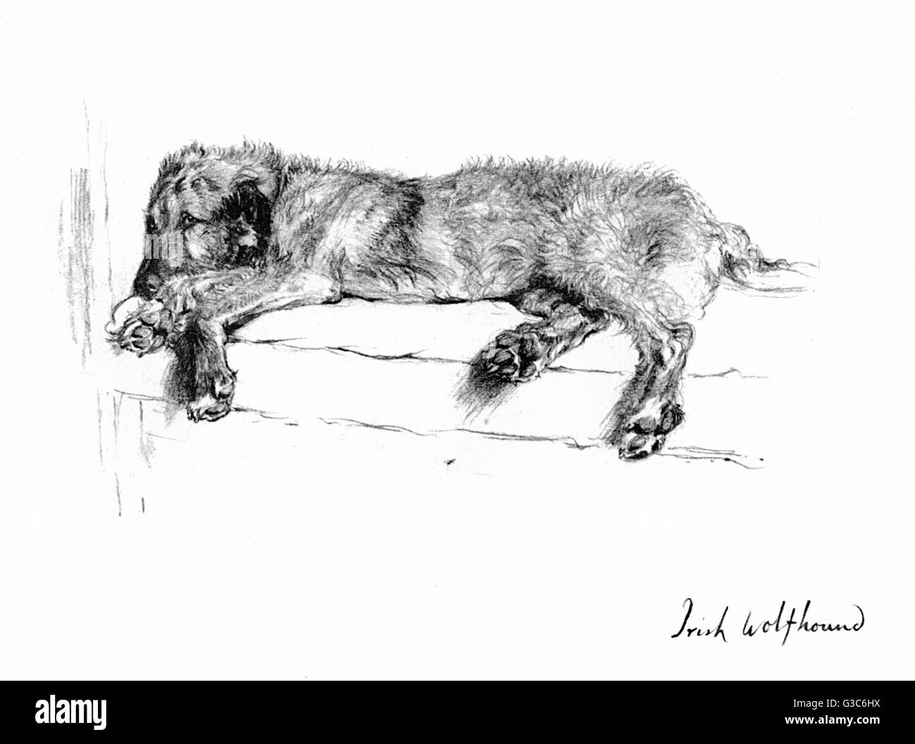 Illustration of an Irish Wolfhound by Cecil Aldin Stock Photo