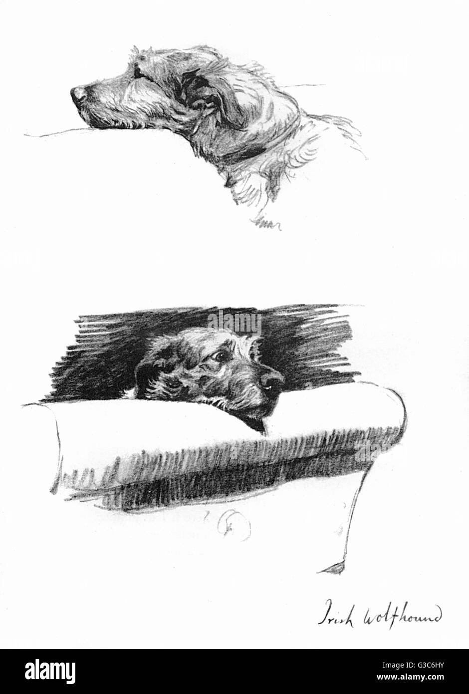 Sketches of an Irish Wolfhound by Cecil Aldin Stock Photo