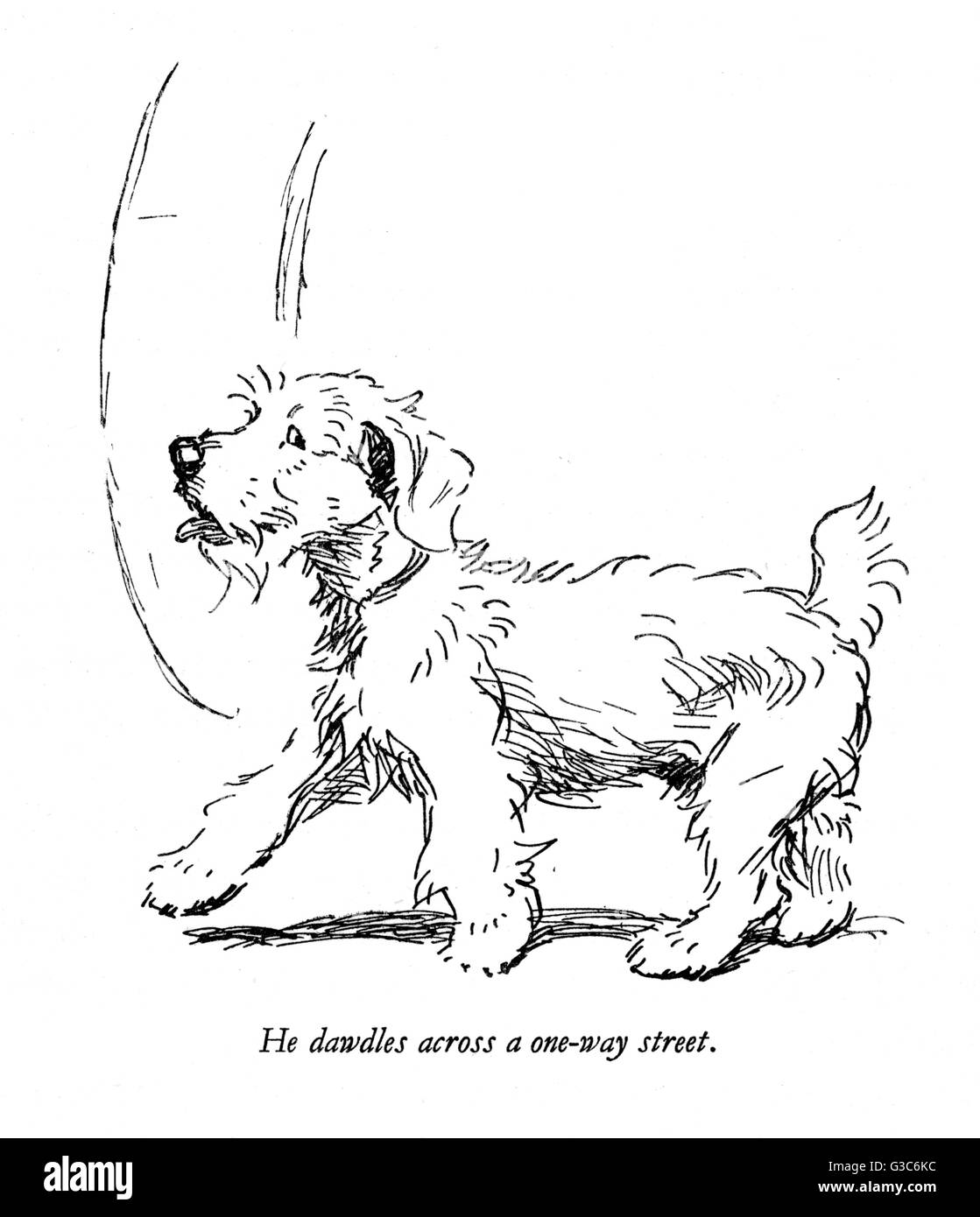 Illustration of a Sealyham terrier by Cecil Aldin Stock Photo