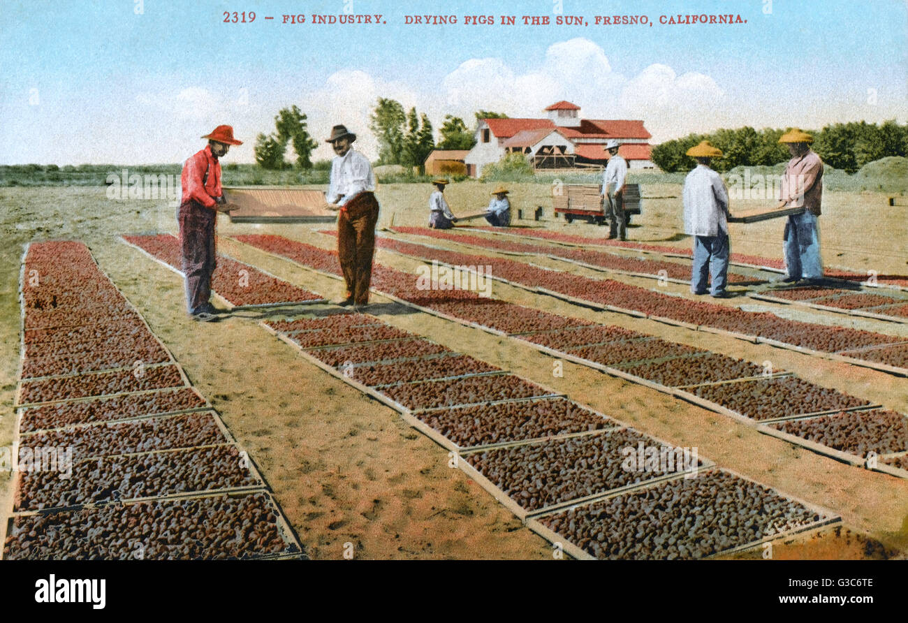 Fresno, California, USA drying figs in the hot sun Stock Photo Alamy