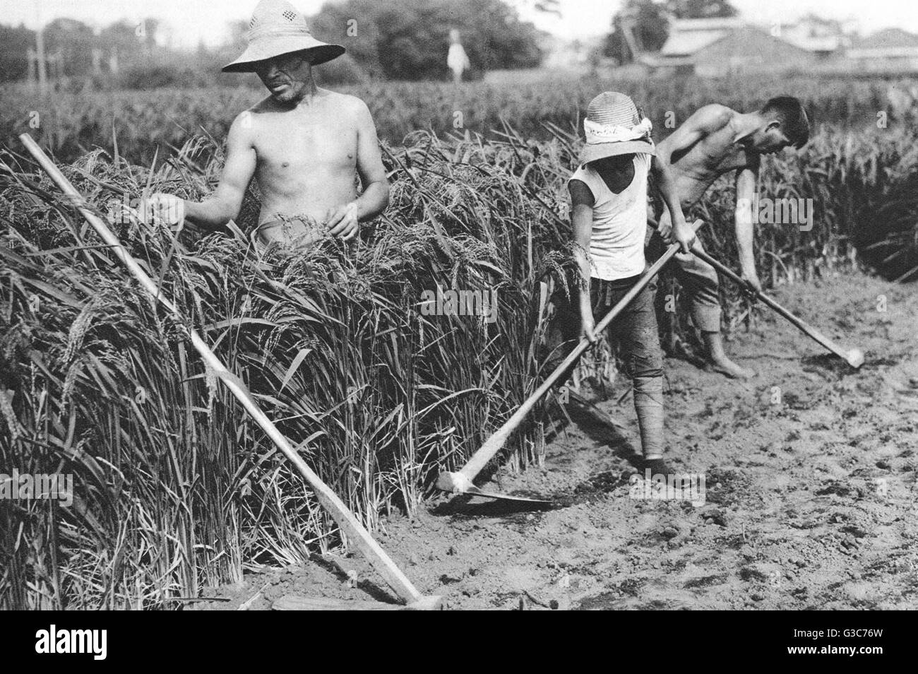 three Japanese rice farmers Stock Photo