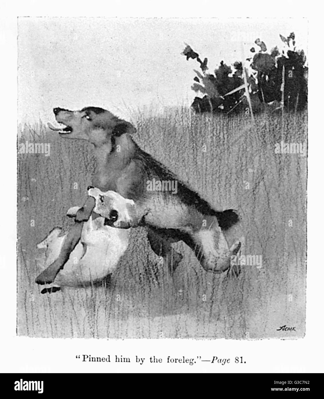 Illustration by Cecil Aldin, Spot has a fight with a bigger dog.  &quot;Pinned him by the foreleg.&quot;      Date: 1895 Stock Photo
