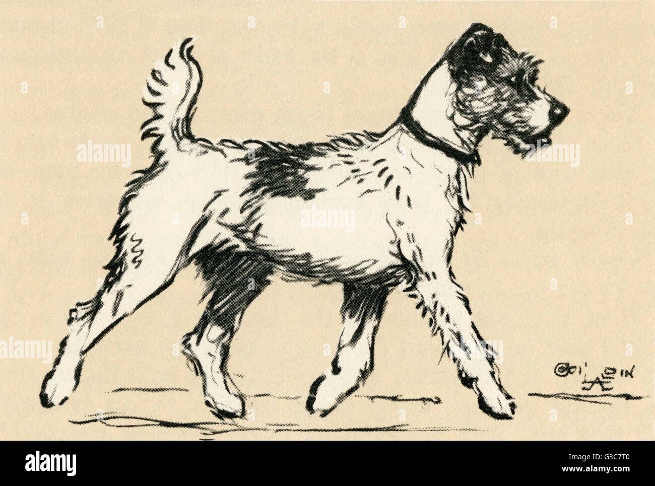 Illustration by Cecil Aldin -- Tatters, a wire-haired fox terrier, exploring a town while on a trip with his master.      Date: 1927 Stock Photo