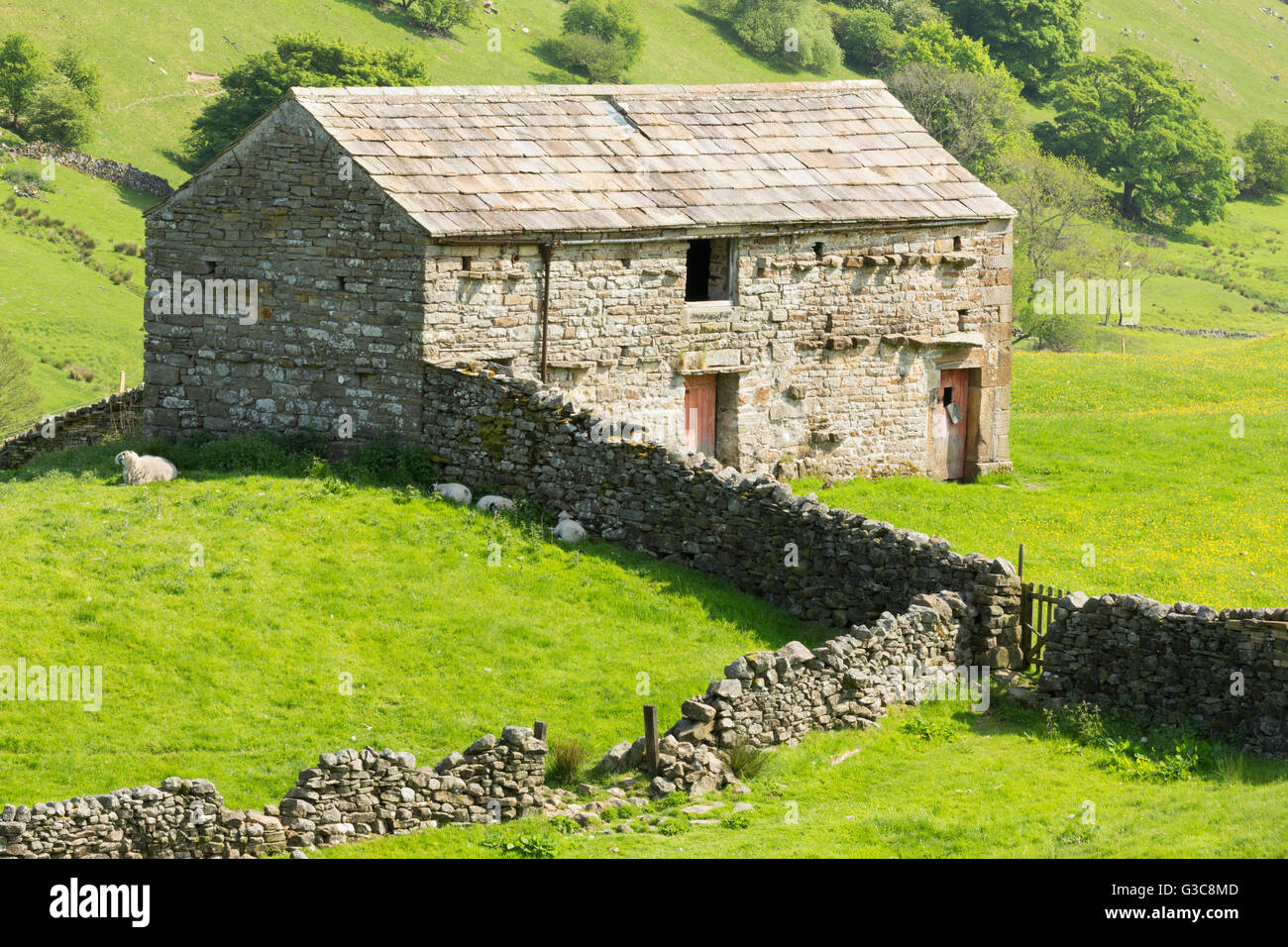 Dales out barn and dry stone walls at Keld in upper Swaledale The Yorkshire Dales, UK, June 2016 Stock Photo