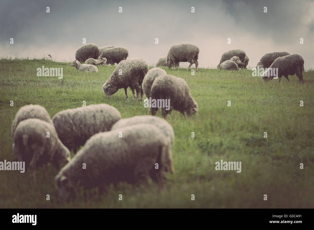 Sheep on a hill with dark clouds behind Stock Photo - Alamy