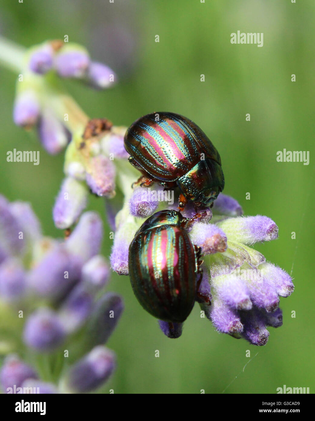 Two Chrysolina americanas, common name rosemary beetle, feeding on the flower of one of its host plants, lavender (Lavendula). Stock Photo