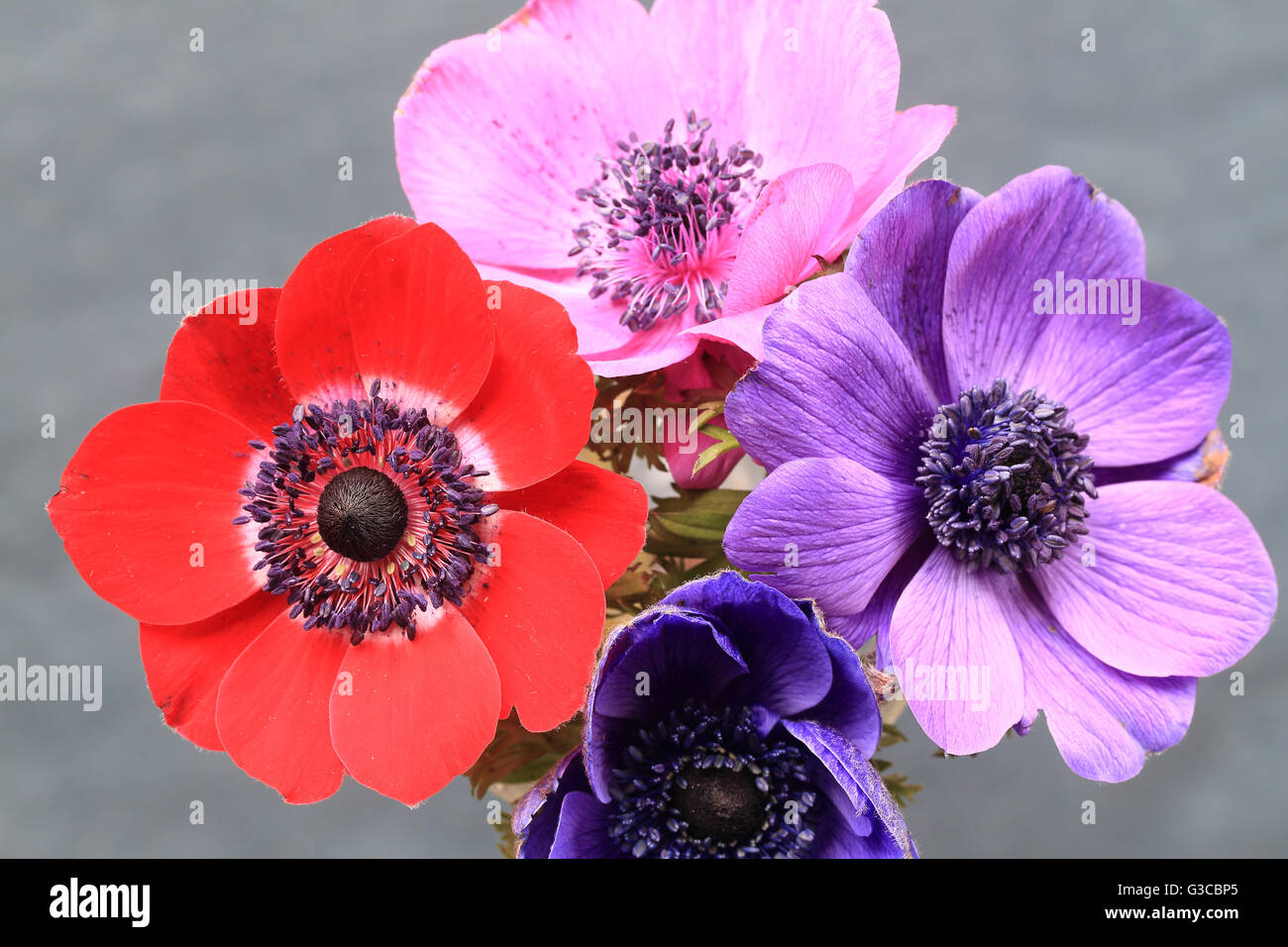 Mixed Anemone flowers Stock Photo Alamy