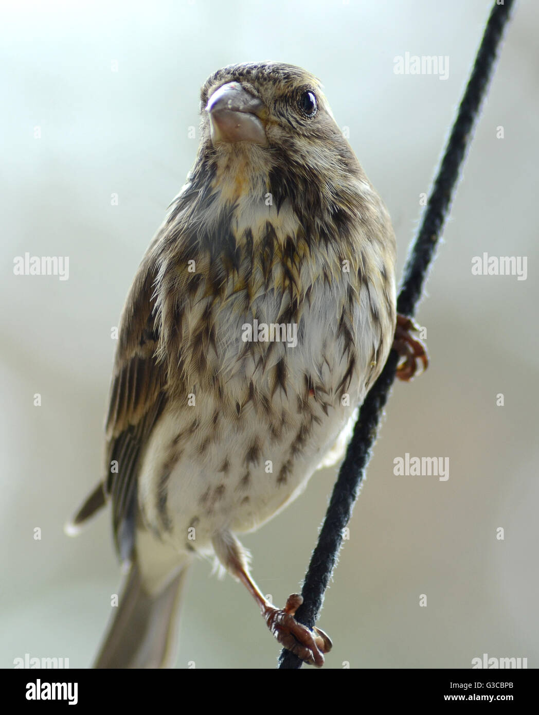 Purple Finch, female Stock Photo - Alamy