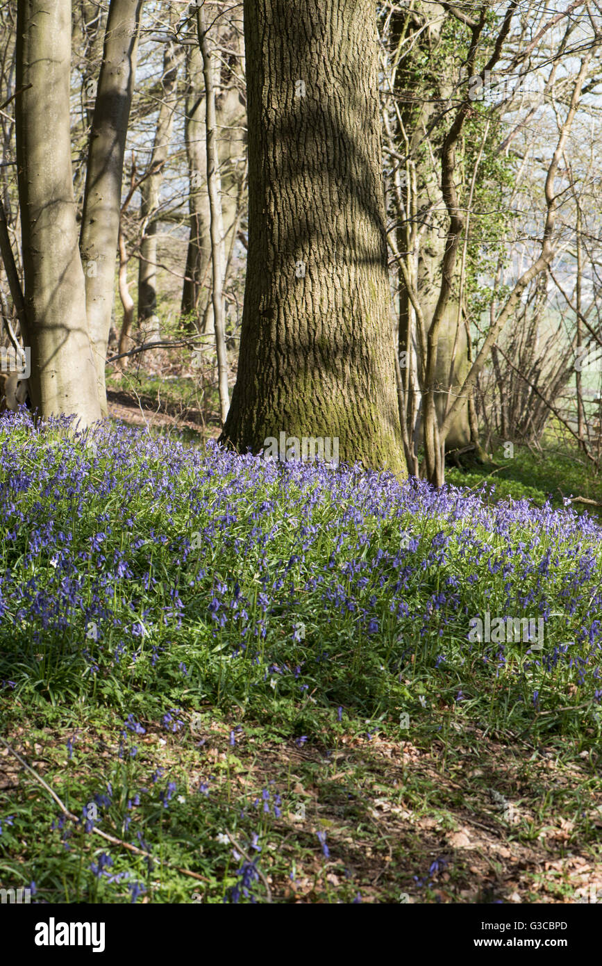 Bluebells, Hyacinthoides non-scripta, growing in English deciduous woodland, Surrey, UK. May. Stock Photo
