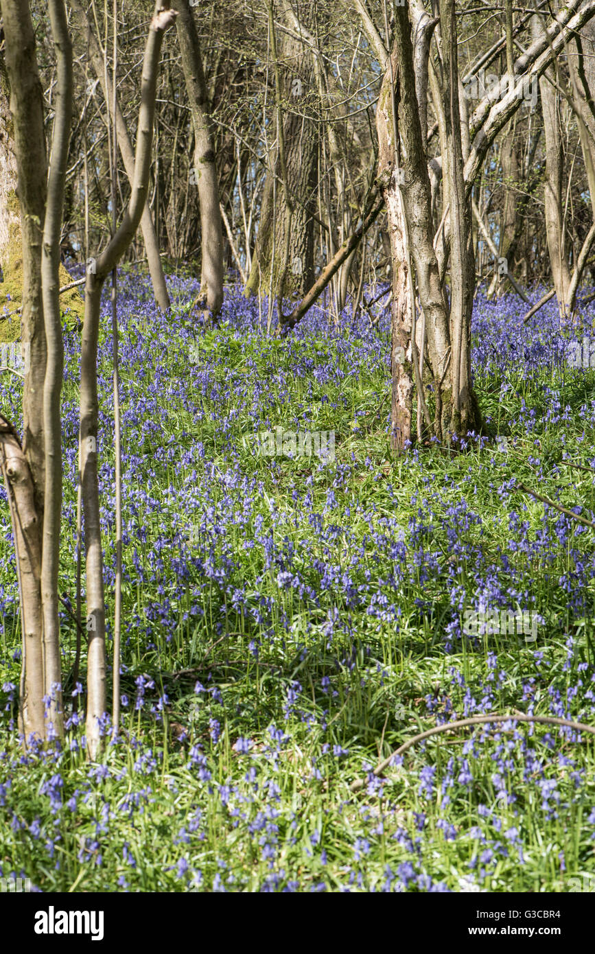Bluebells, Hyacinthoides non-scripta, growing in English deciduous woodland, Surrey, UK. May. Stock Photo