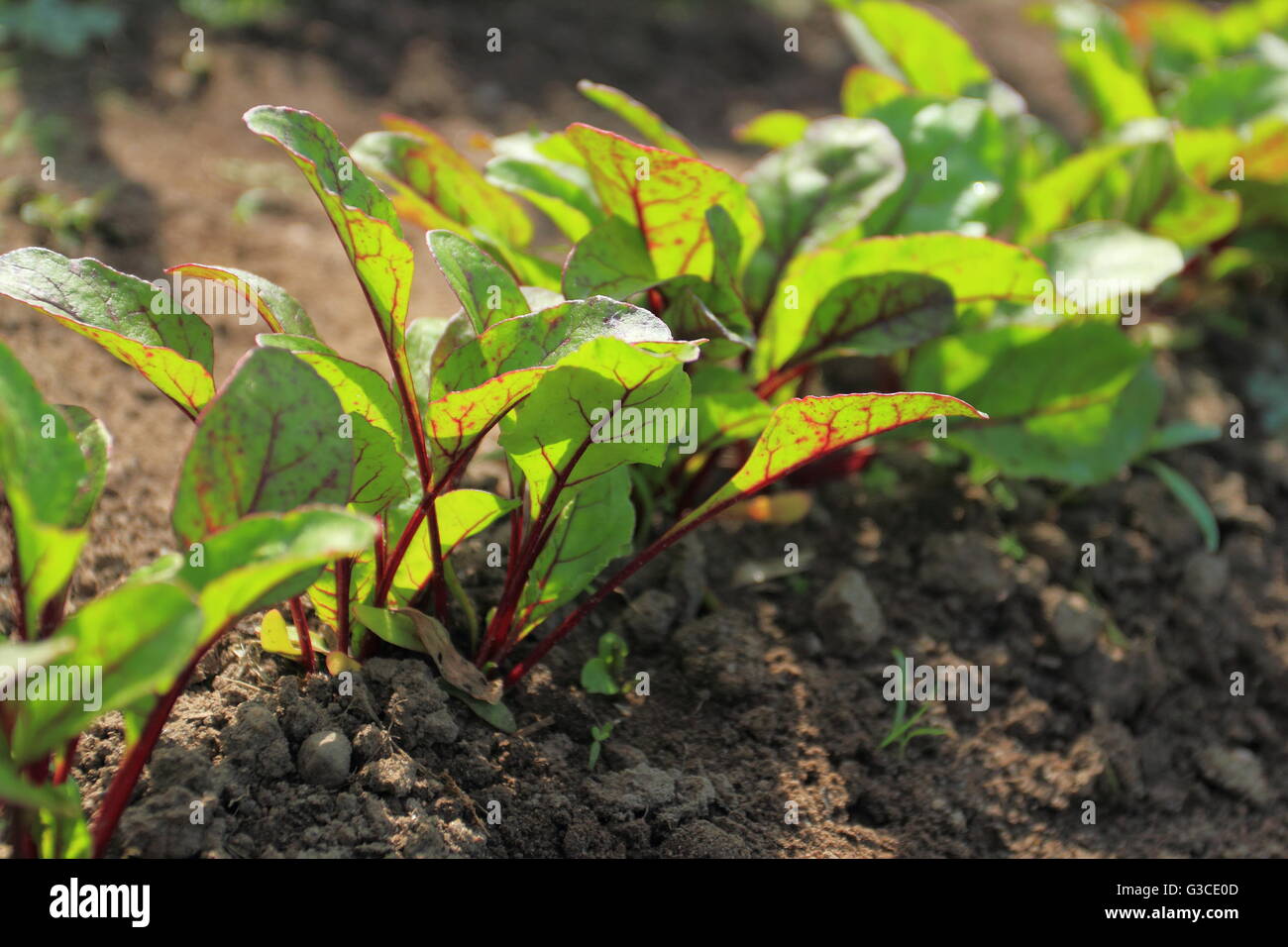 Young beetroot plans on a path in the vegetable garden Stock Photo