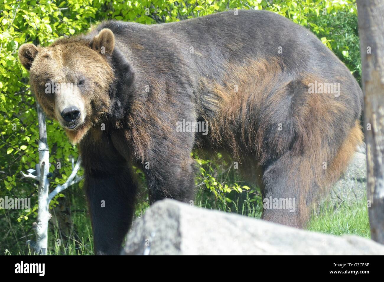 Russian Grizzly Bear in the outdoors Stock Photo - Alamy