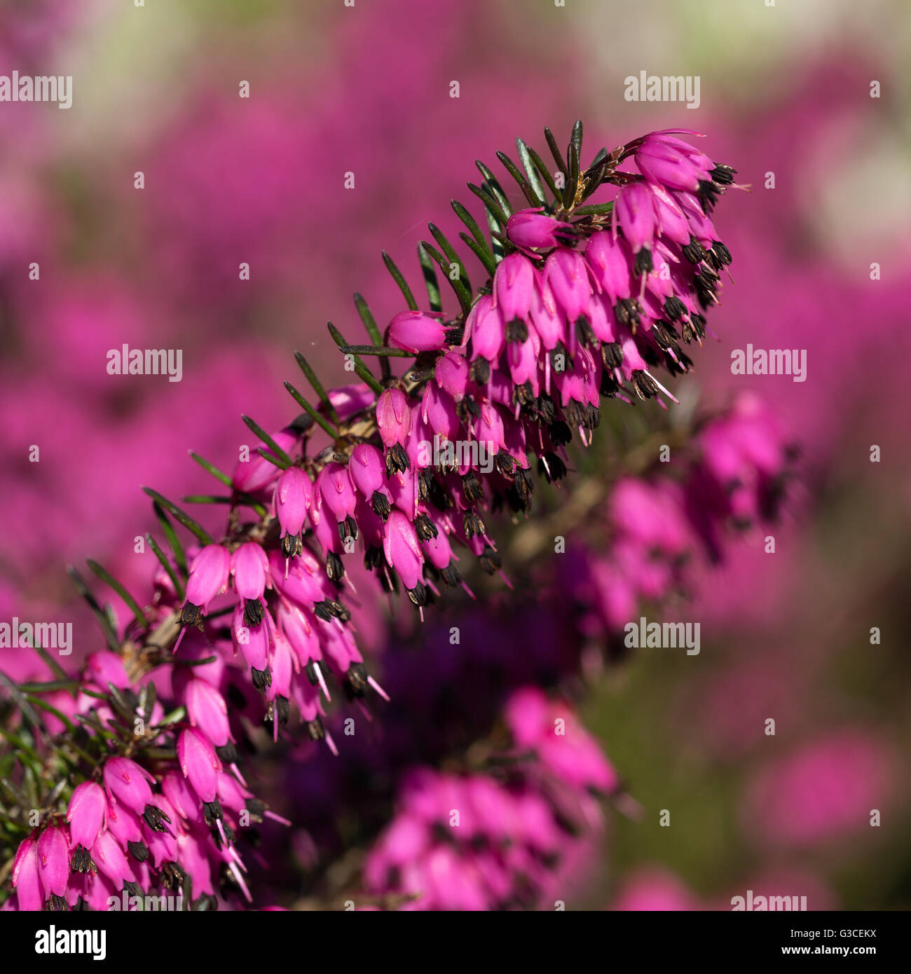 Beautiful flowers Myretoun Ruby.Erica carnea, macro photography Stock Photo