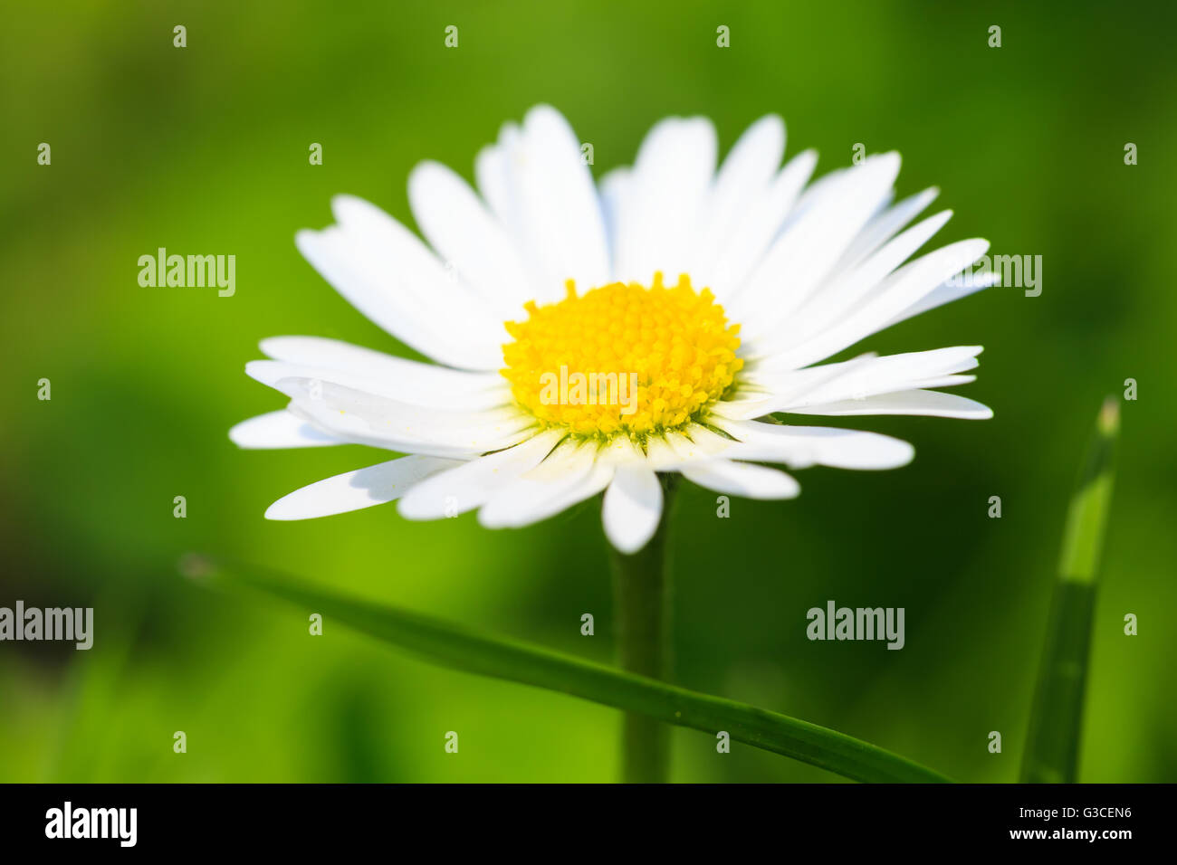 Beautiful spring daisy,floral background,macro photography,small depth of field Stock Photo