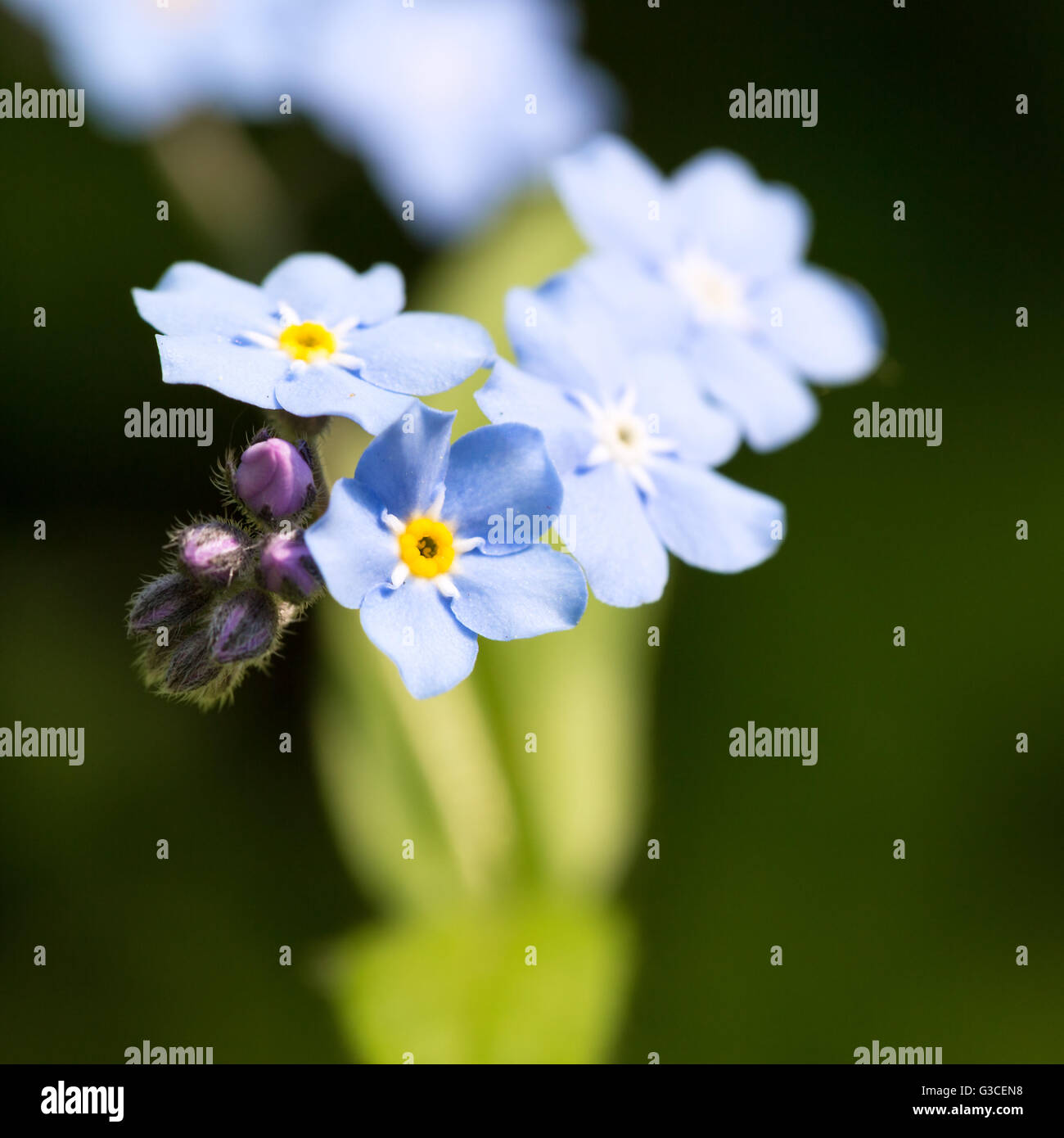 Spring Not Flowers Beautiful spring nots,floral background,macro photography Stock Photo ...