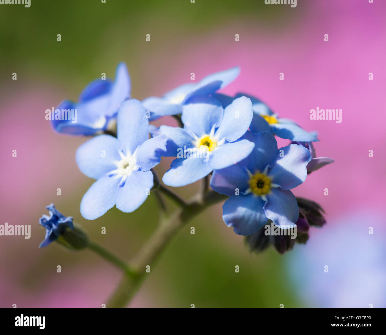 Spring Not Flowers Beautiful spring nots,floral background,macro photography Stock Photo ...