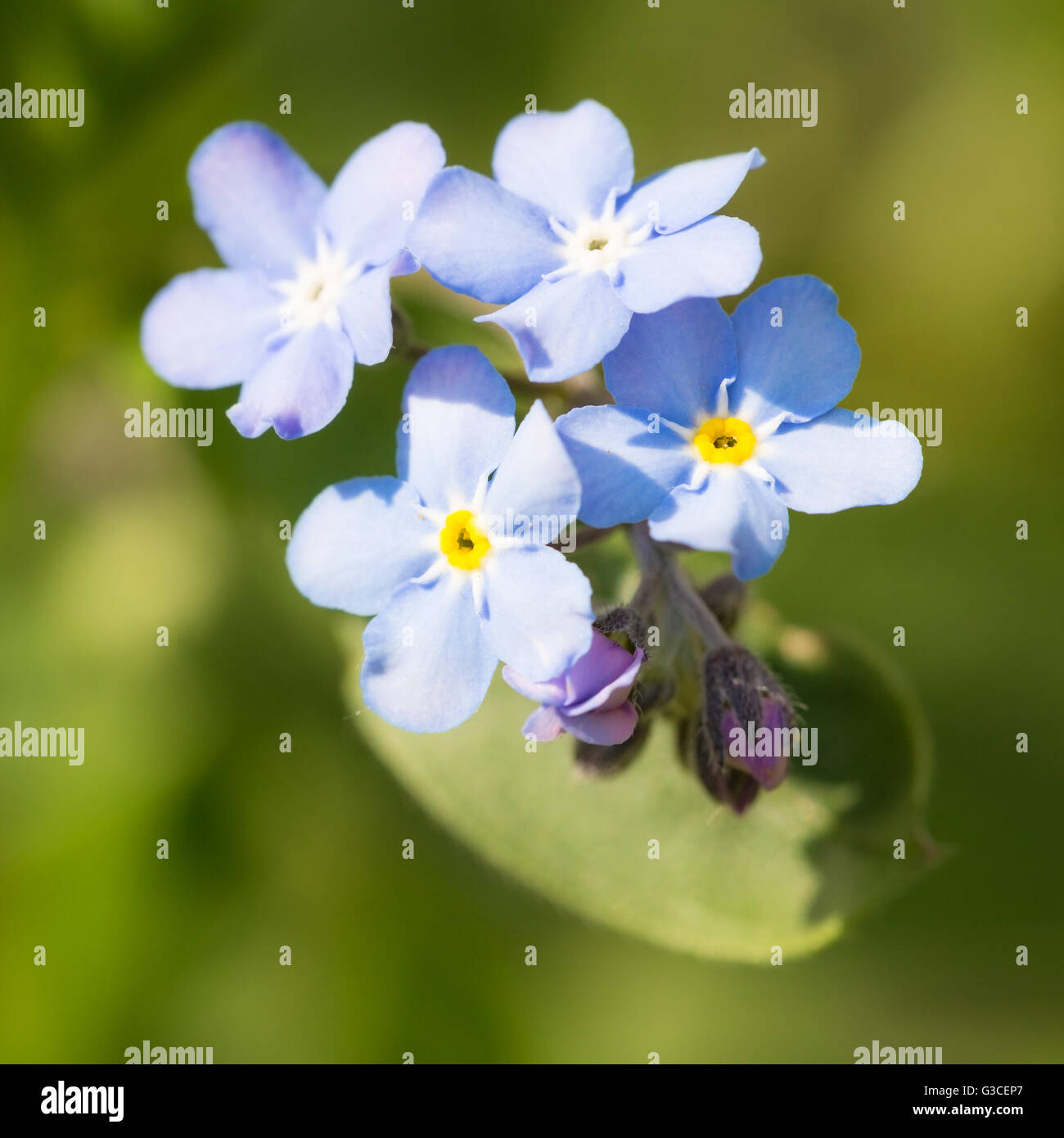 Spring Not Flowers Beautiful spring nots,floral background,macro photography Stock Photo ...