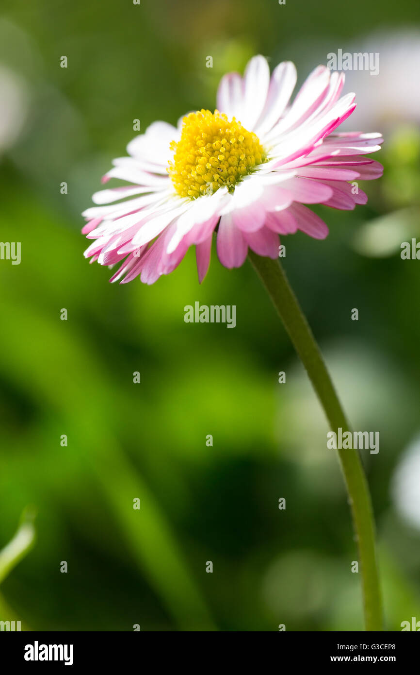 Beautiful spring daisy,floral background,macro photography Stock Photo