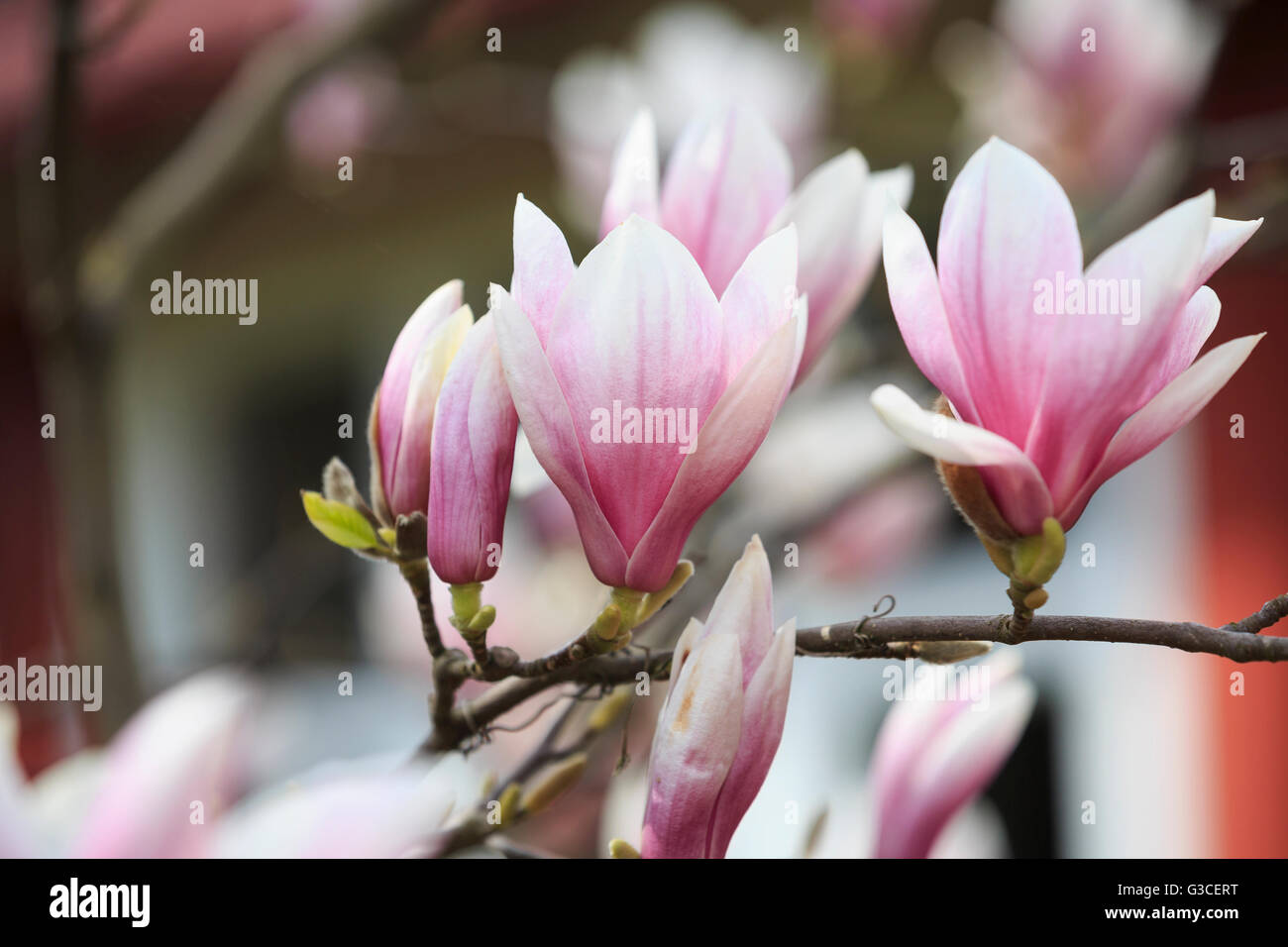 Magnolia flowers close up Stock Photo Alamy