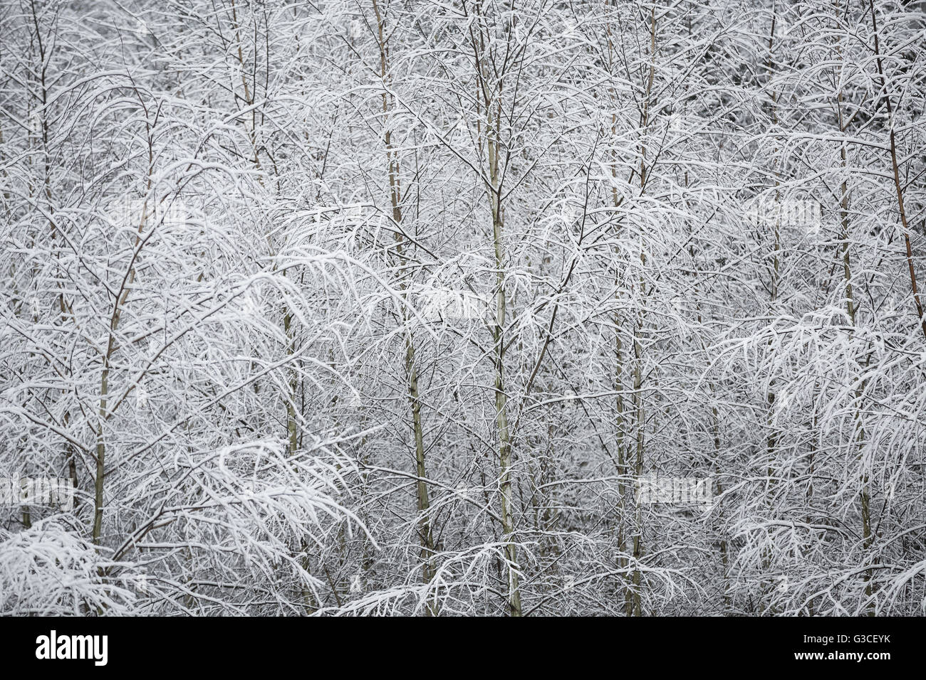 Branches of trees covered with frost Stock Photo - Alamy