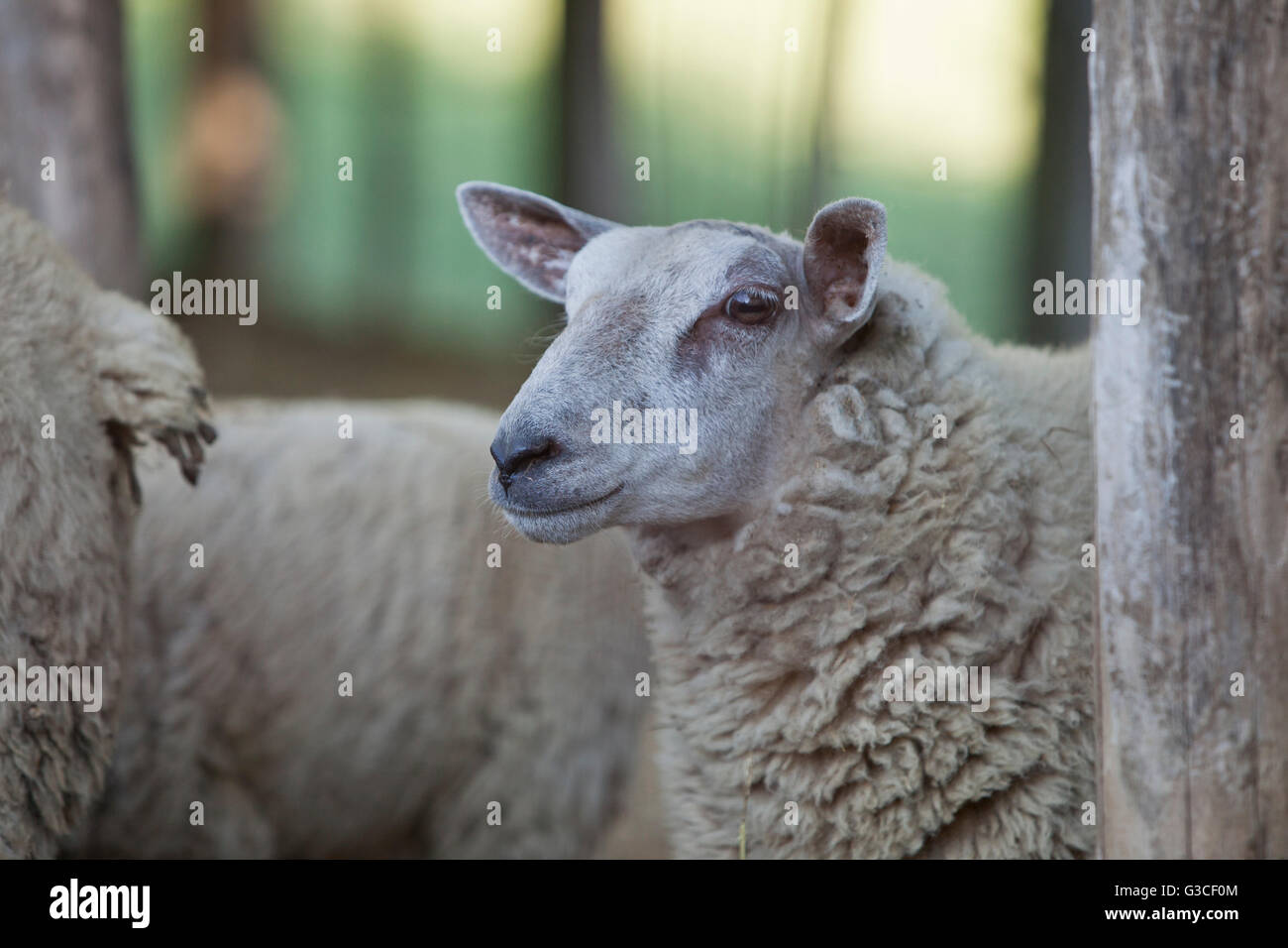 sheep farm,tonco,monferrato Stock Photo