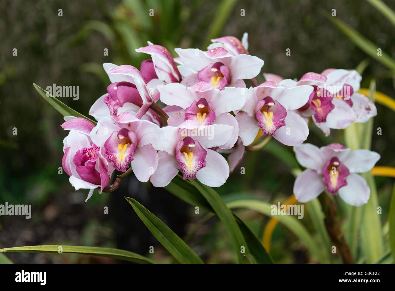 Orchidea with purple and white on madeira portuguese island Stock Photo