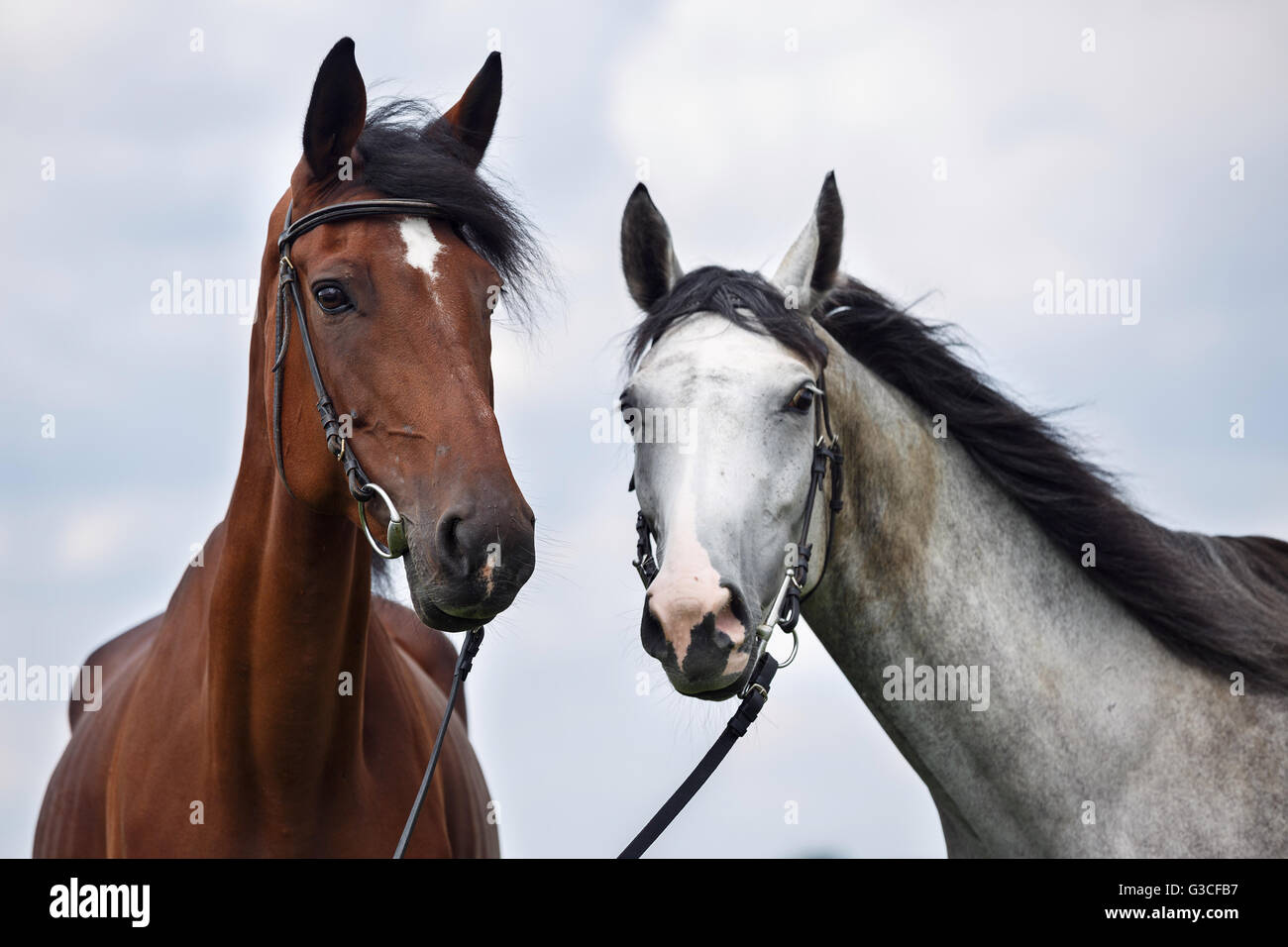 Two white horses hires stock photography and images Alamy