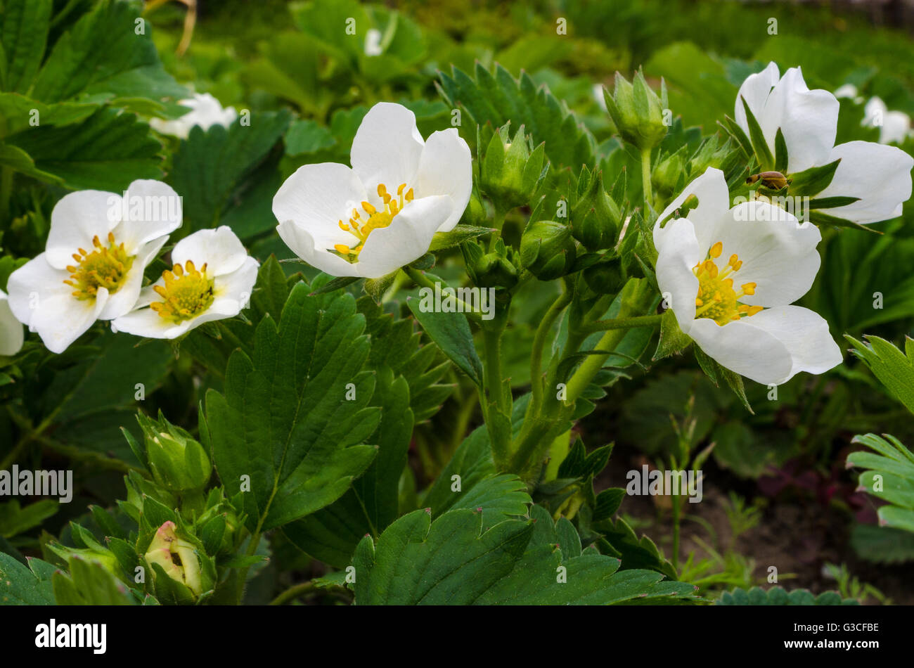 Strawberries in blossom hi-res stock photography and images - Alamy