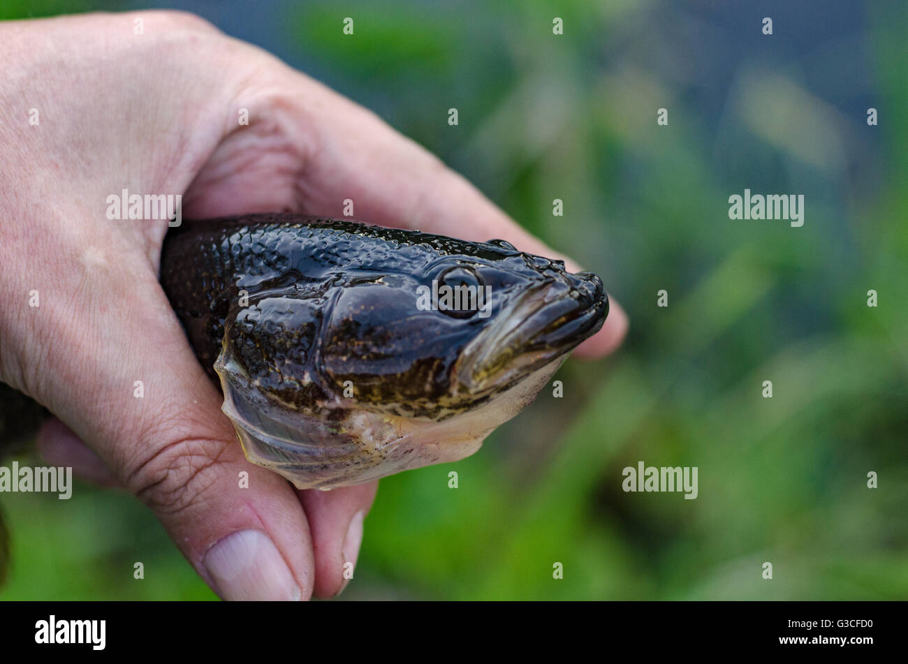 Fish caught on a fishing trip Stock Photo