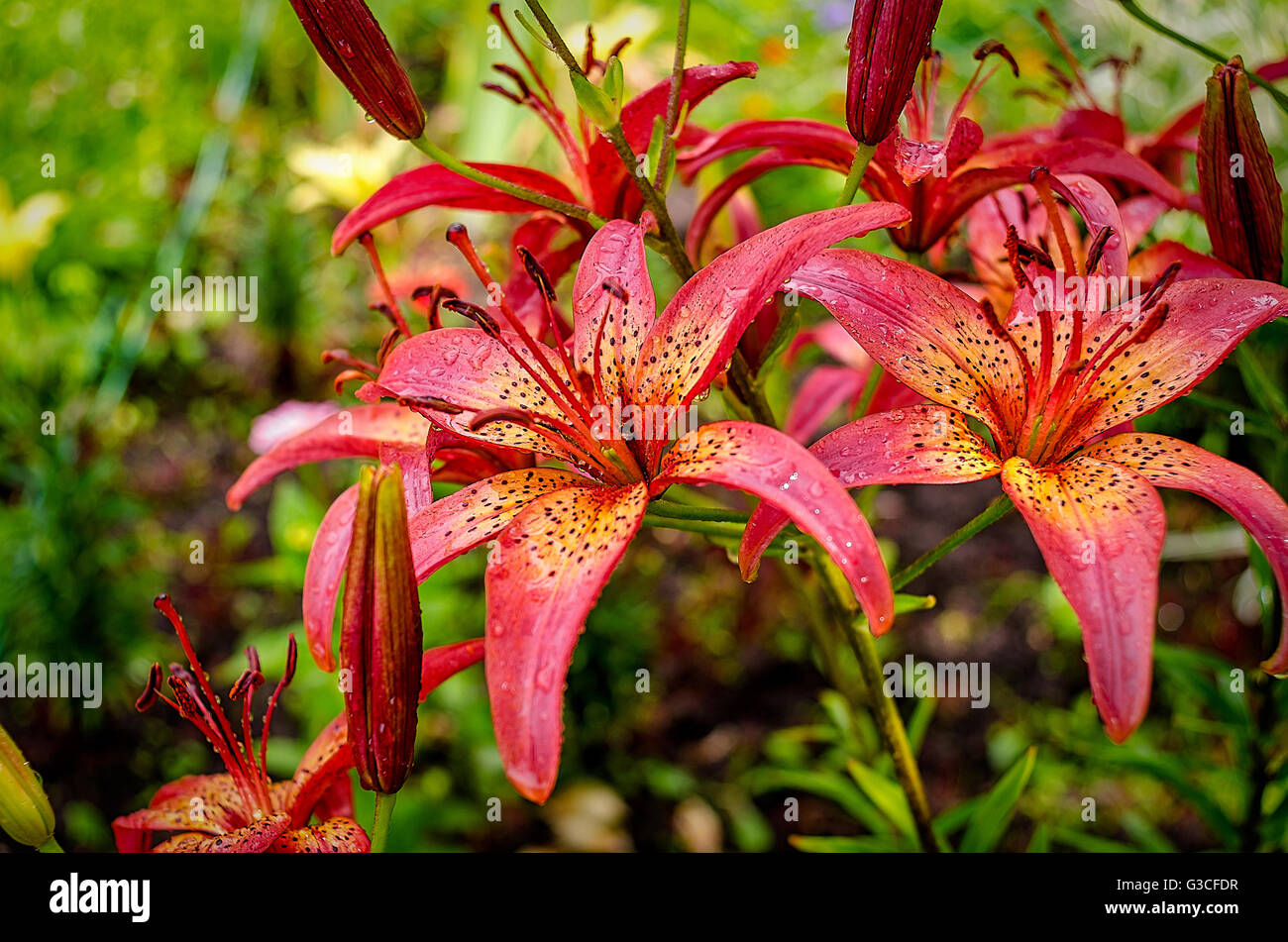 Lily garden flowers Stock Photo