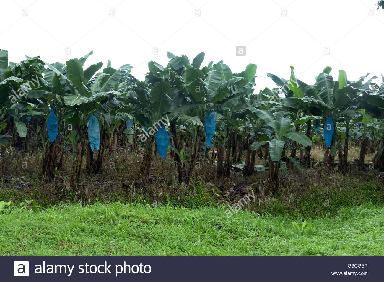 Banana Plantation Costa Rica Stock Photos & Banana Plantation Costa